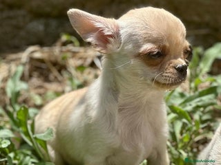 Chihuahua perros - Anuncio 21