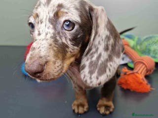 Teckel Miniatura perros Teckel Hembra 4447 DCD AQUUANATURA - Anuncio 22