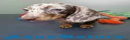 Teckel Miniatura perros en venta: Teckel Hembra 4447 DCD AQUUANATURA - Anuncio 1