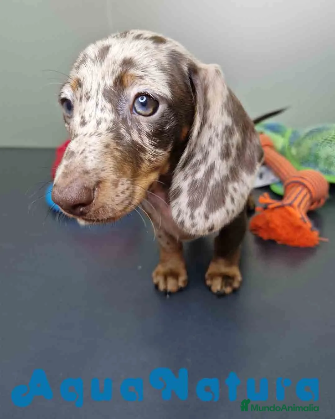 Teckel Miniatura perros en venta: Teckel Hembra 4447 DCD AQUUANATURA - Anuncio 1