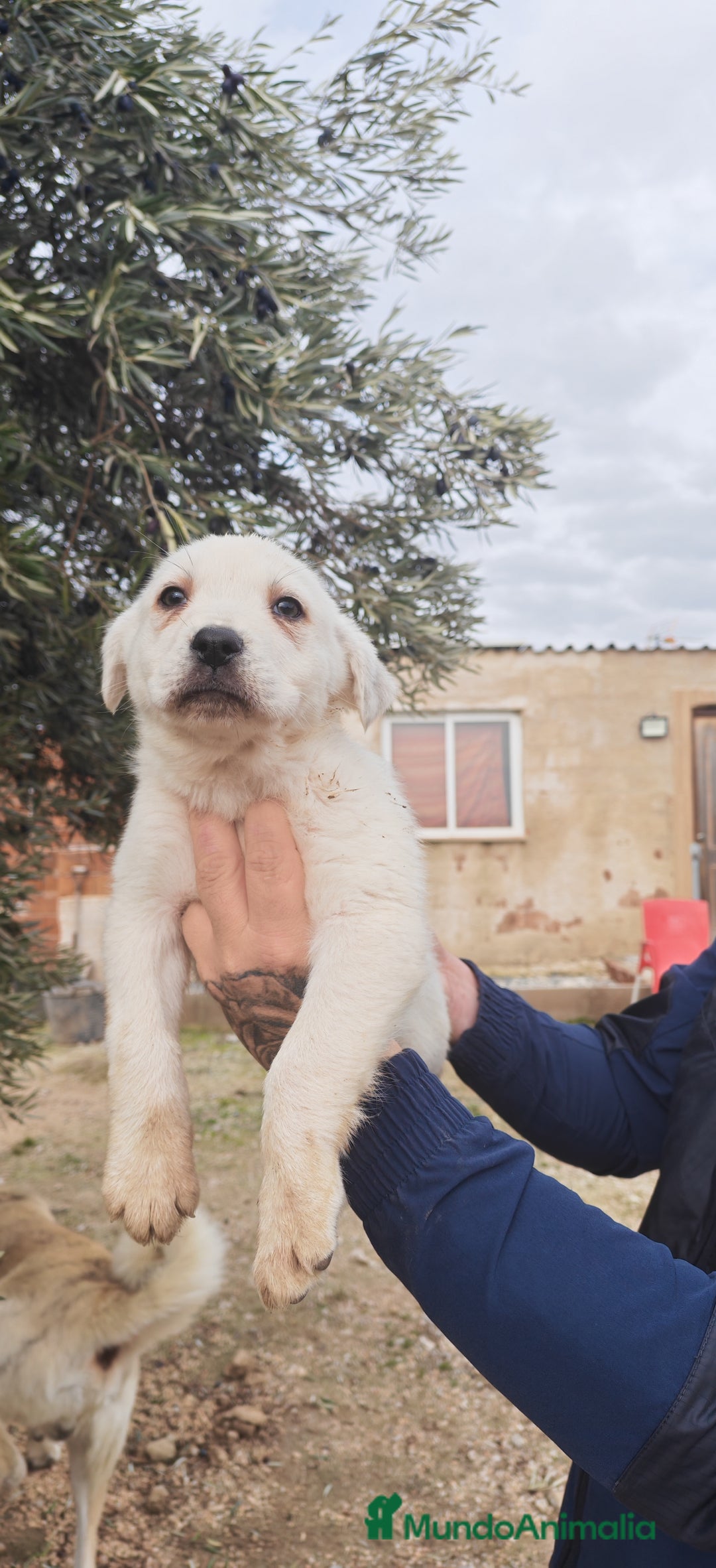 Mastín Español perros en venta: MASTÍN ESPAÑOL - Anuncio 5