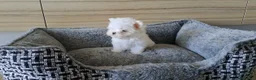 Bichón Maltés perros en venta: Bichon Maltes Micro Toy  - Anuncio 3