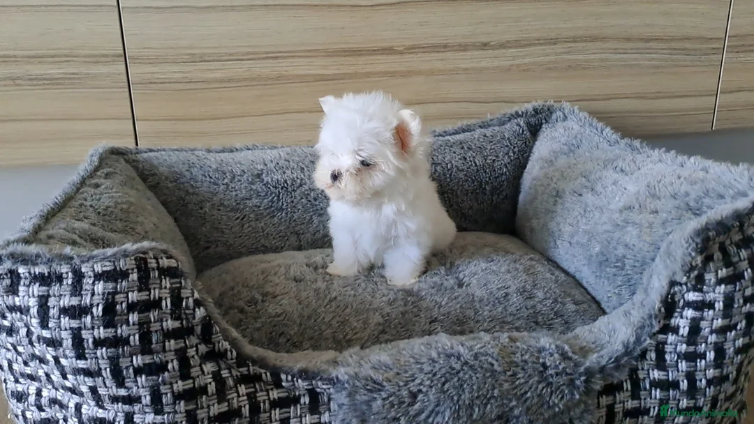 Bichón Maltés perros en venta: Bichon Maltes Micro Toy  - Anuncio 3