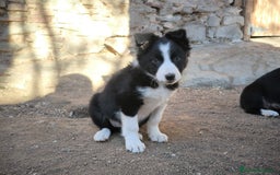 Border Collie perros en venta: Cachorro border collie hembra! - Imagen 2