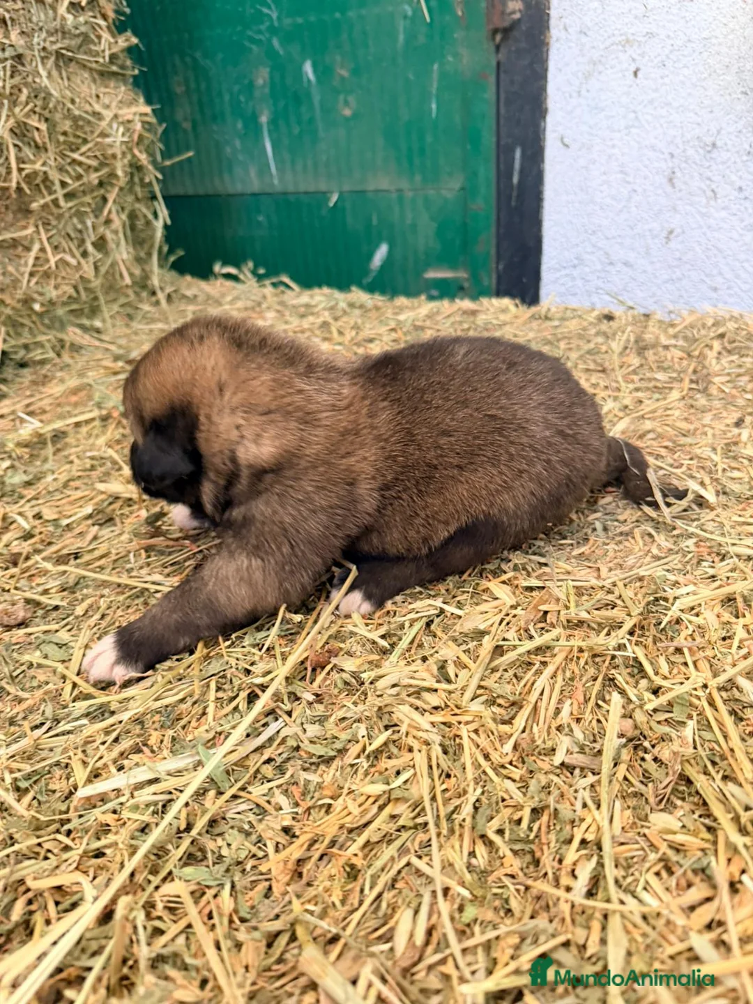 Raza Mixta perros en venta: Mestizo de mastín x Cáucaso  - Anuncio 9