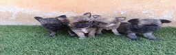 Chihuahua perros en venta: chihuahua pelo largo - Anuncio 3