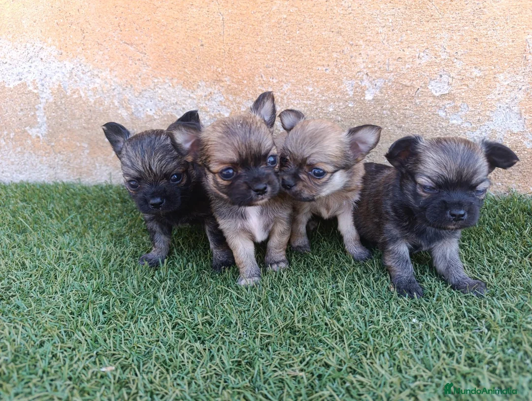 Chihuahua perros en venta: chihuahua pelo largo - Anuncio 3
