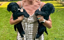 Goldendoodle perros en venta: Cachorros Goldendoodle hipoalergénicos - Imagen 20