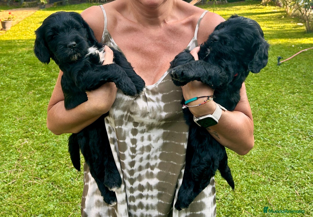 Goldendoodle perros en venta: Cachorros Goldendoodle hipoalergénicos - Imagen 20