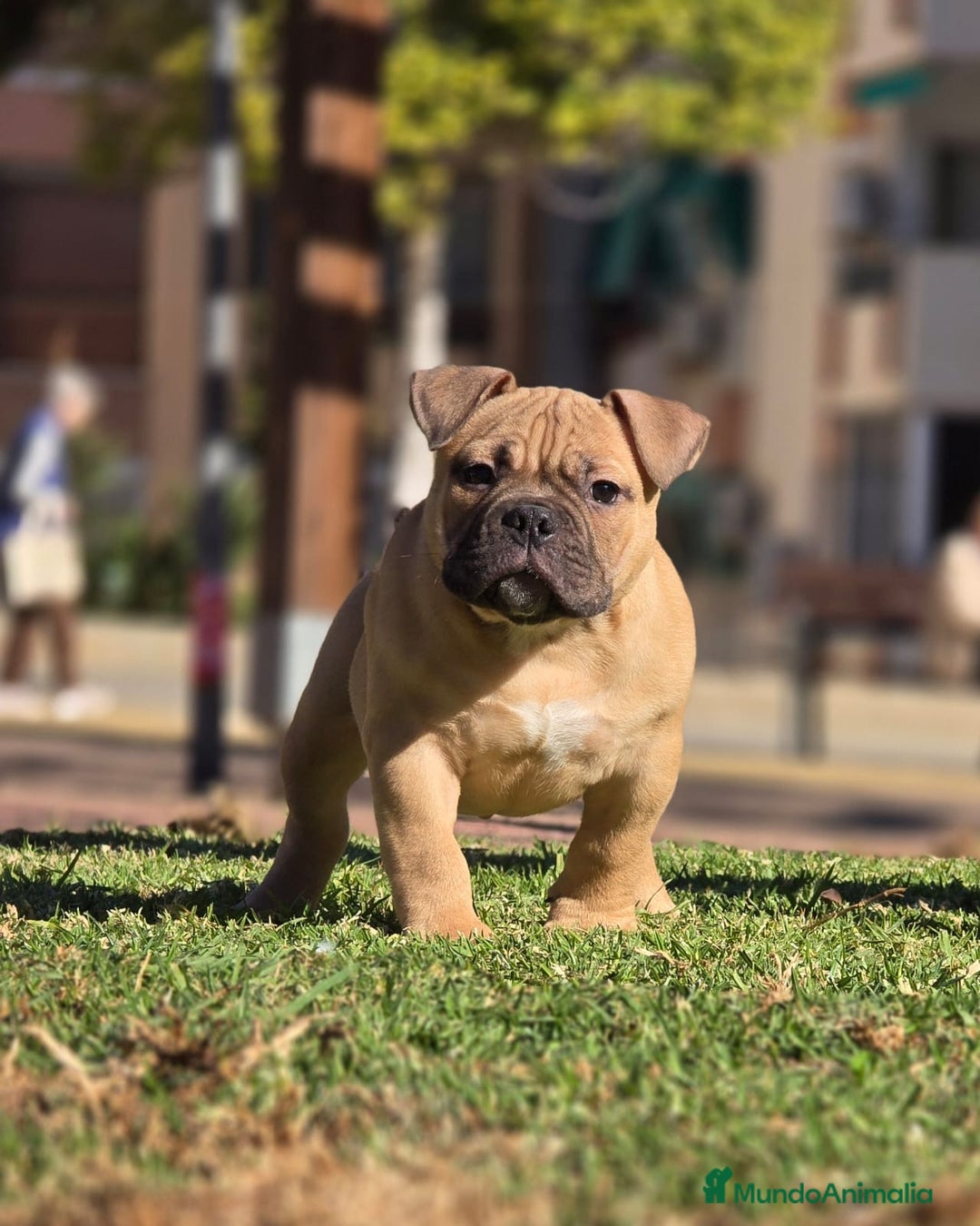 American Bully perros en venta: Cachorros de American Bully  - Anuncio 2