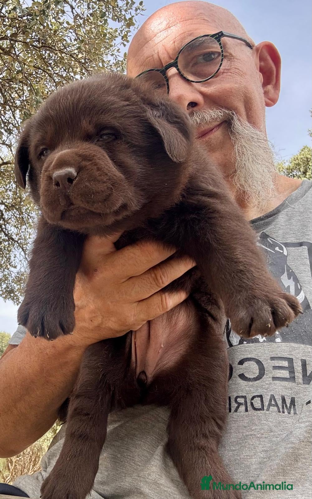 Labrador Retriever perros labrador chocolate  - Anuncio 24