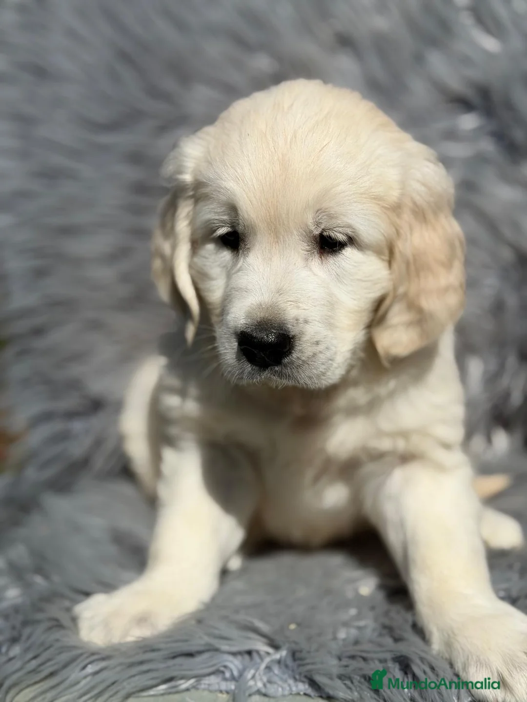 Golden Retriever perros en venta: GOLDEN RETRIEVER MACHO - Anuncio 2