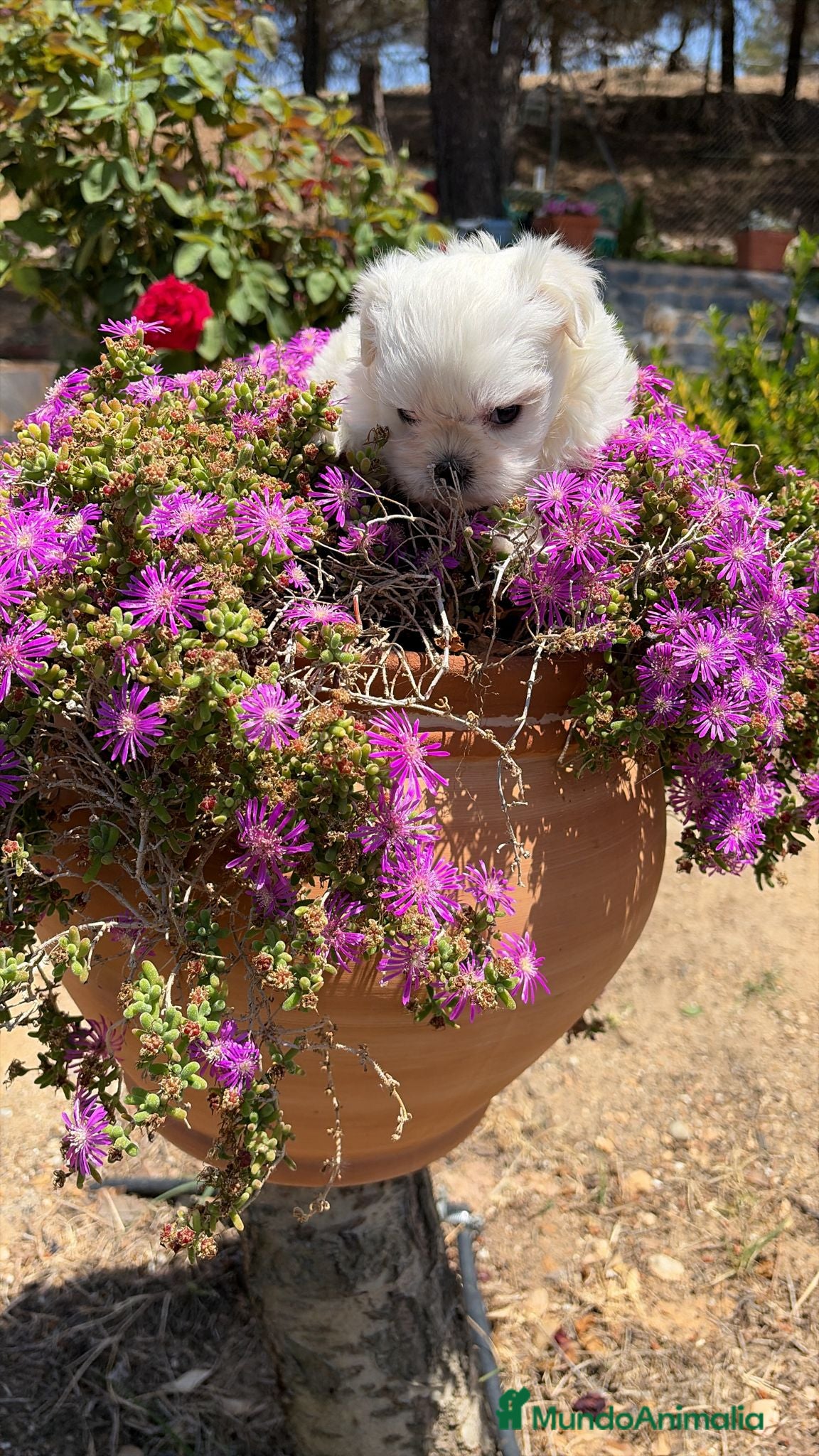 Bichón Maltés perros Bichon maltés toy línea coreana  - Anuncio 2