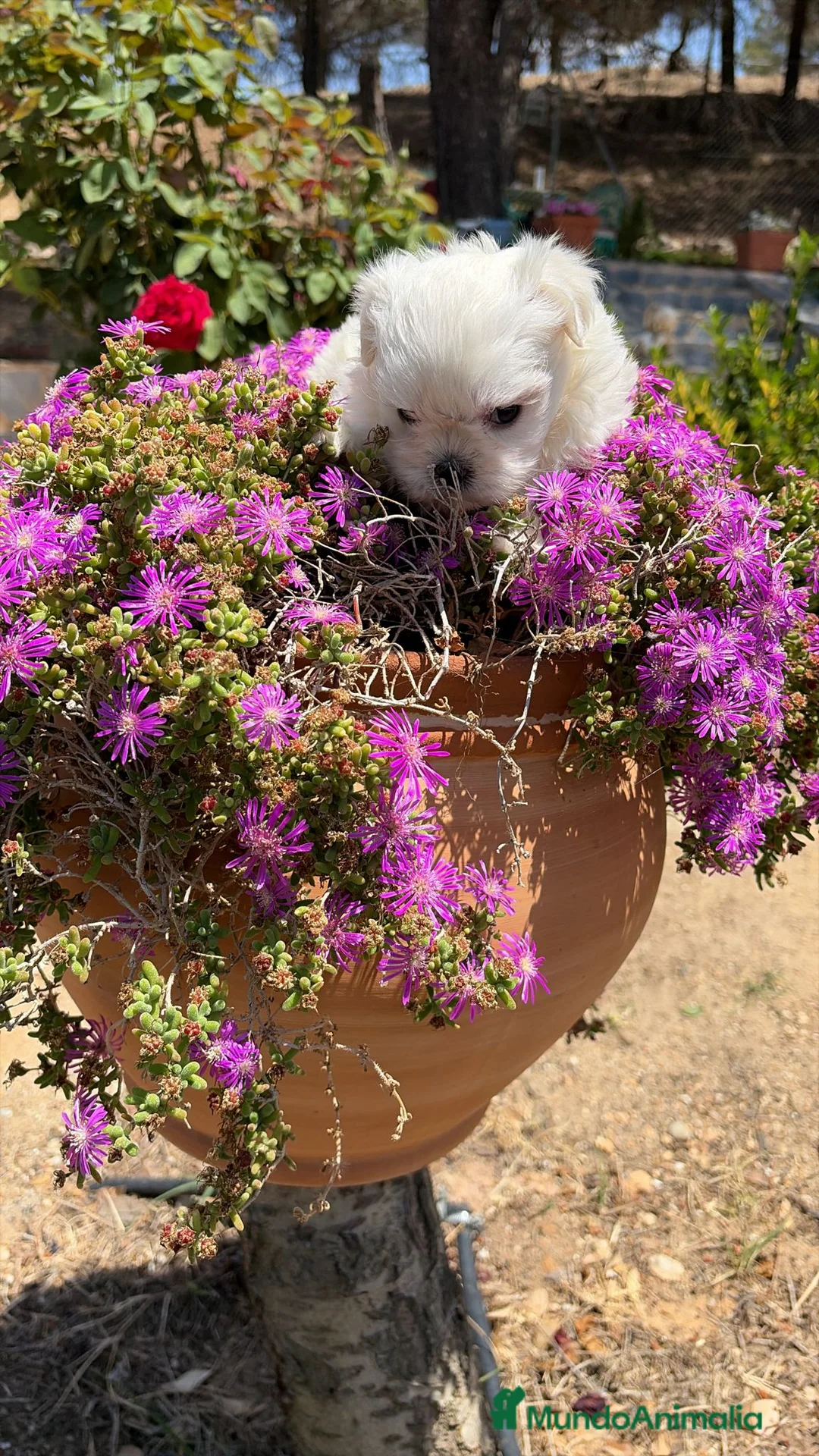 Bichón Maltés perros en venta: Bichon maltés toy línea coreana  - Anuncio 1