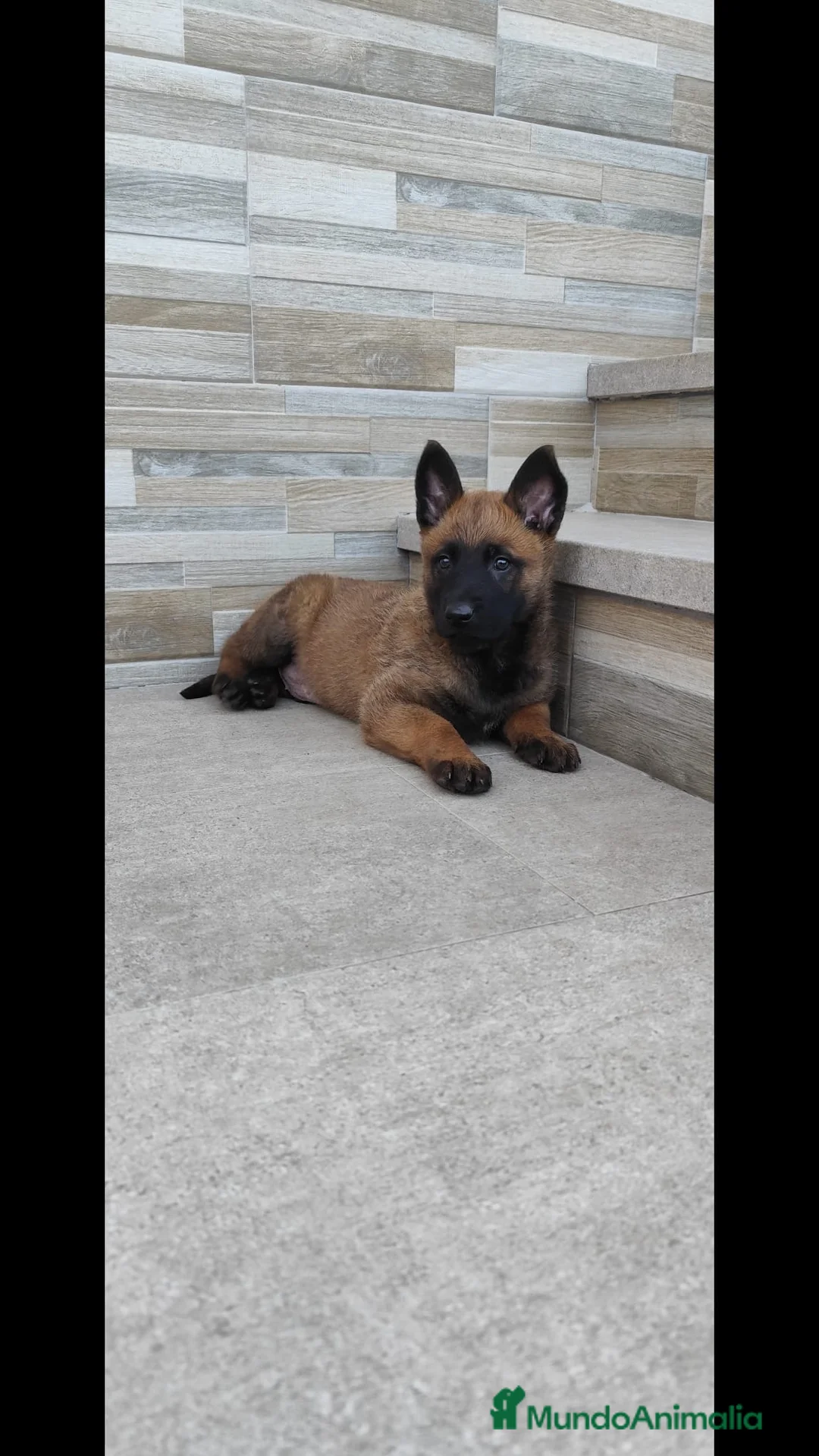 Pastor Belga Malinois perros en venta: Cachorro de Malinois  - Anuncio 3