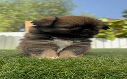 Pekinés perros en venta: PEKINES IMPERIAL HEMBRA - Imagen 5