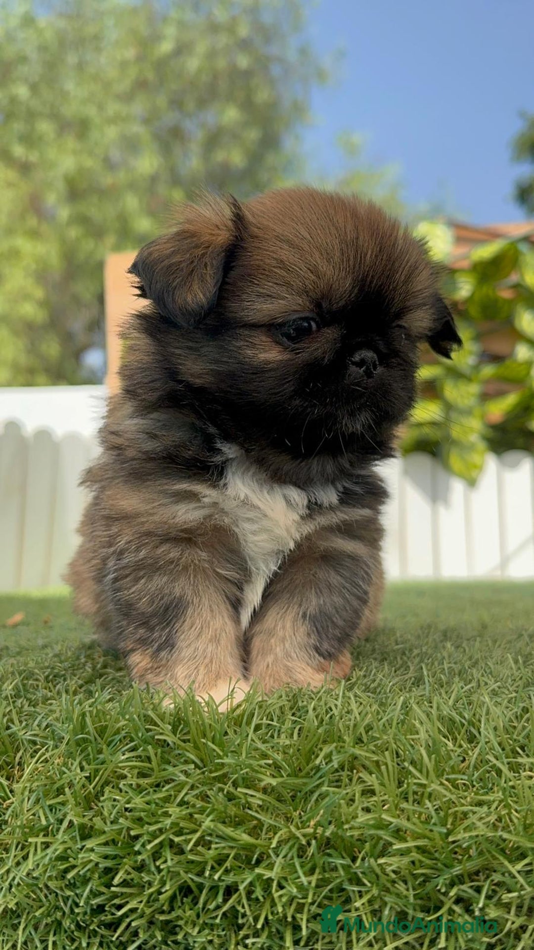 Pekinés perros en venta: PEKINES IMPERIAL HEMBRA - Imagen 5