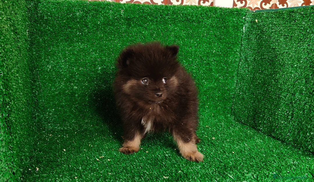 Pomerania perros en venta: Pomerania  - Anuncio 6
