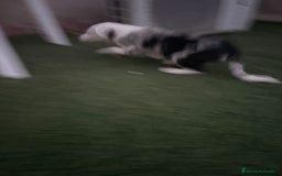 Border Collie perros en venta: BORDER COLLIE  - Imagen 14