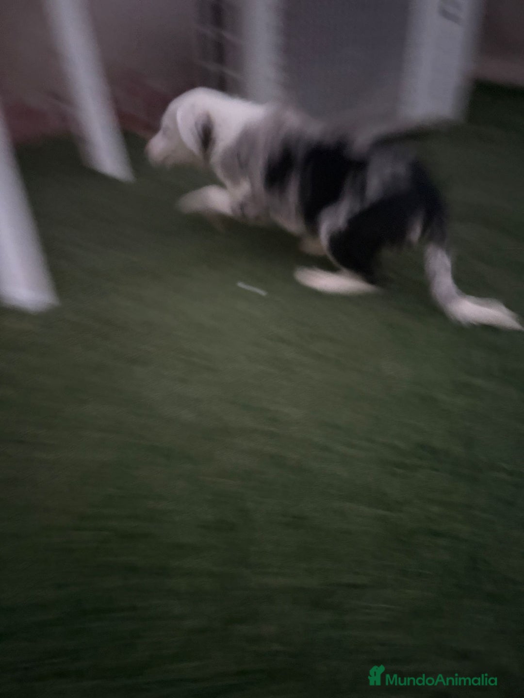 Border Collie perros en venta: BORDER COLLIE  - Imagen 14