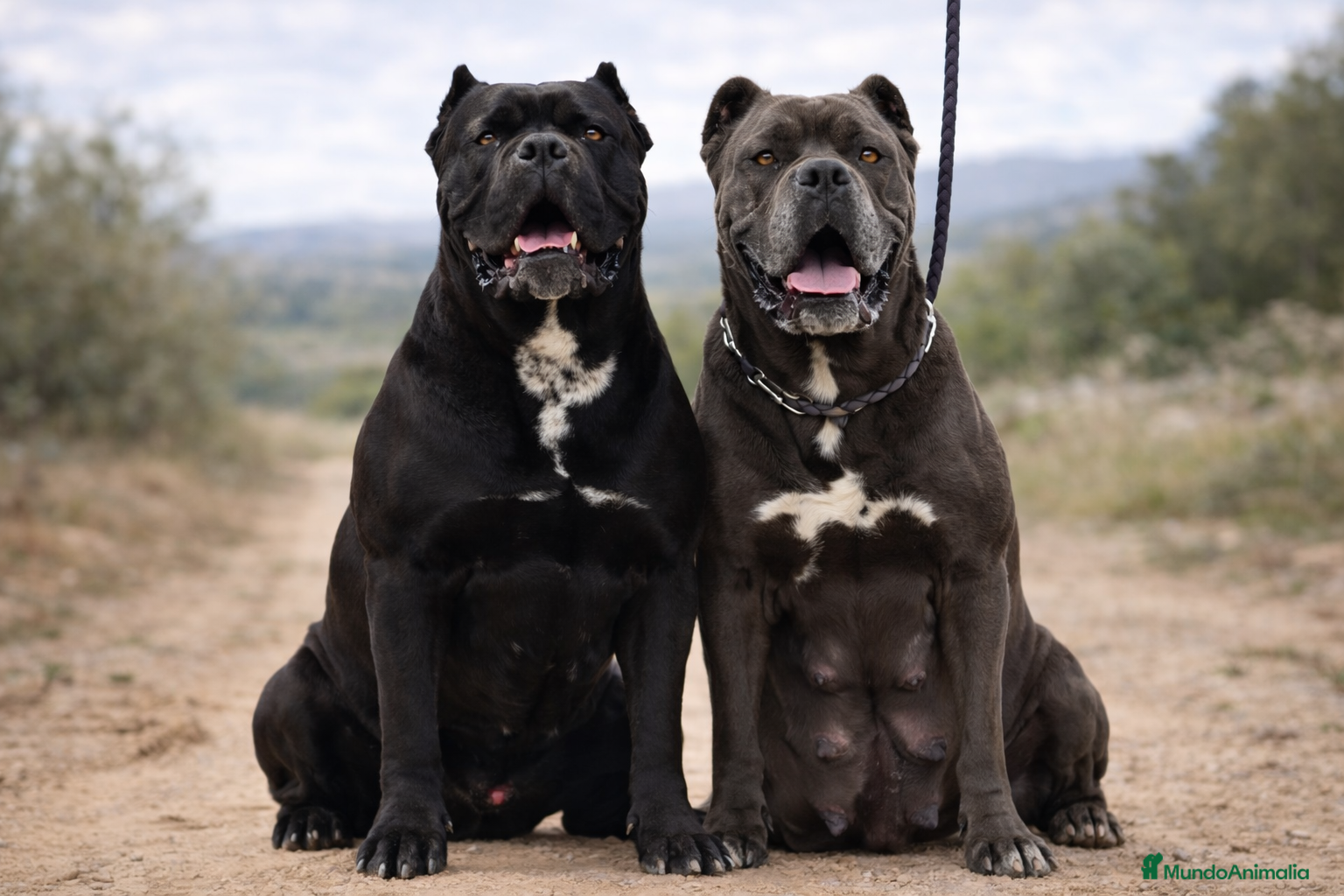 Cane Corso perros Los cachorros de Cane Corso  - Anuncio 3