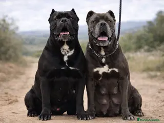 Cane Corso perros Los cachorros de Cane Corso - Anuncio 3