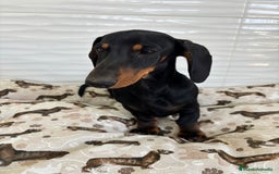 Teckel Miniatura perros en venta: TECKEL MINIATURA  - Imagen 5