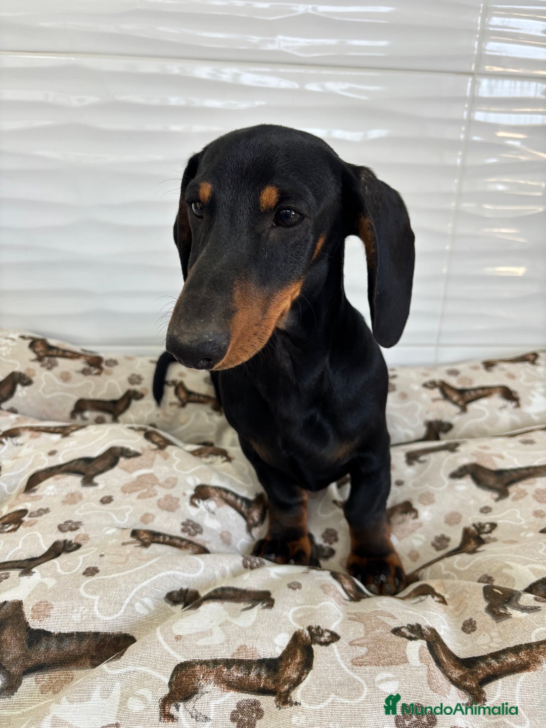 Teckel Miniatura perros en venta: TECKEL MINIATURA  - Imagen 5