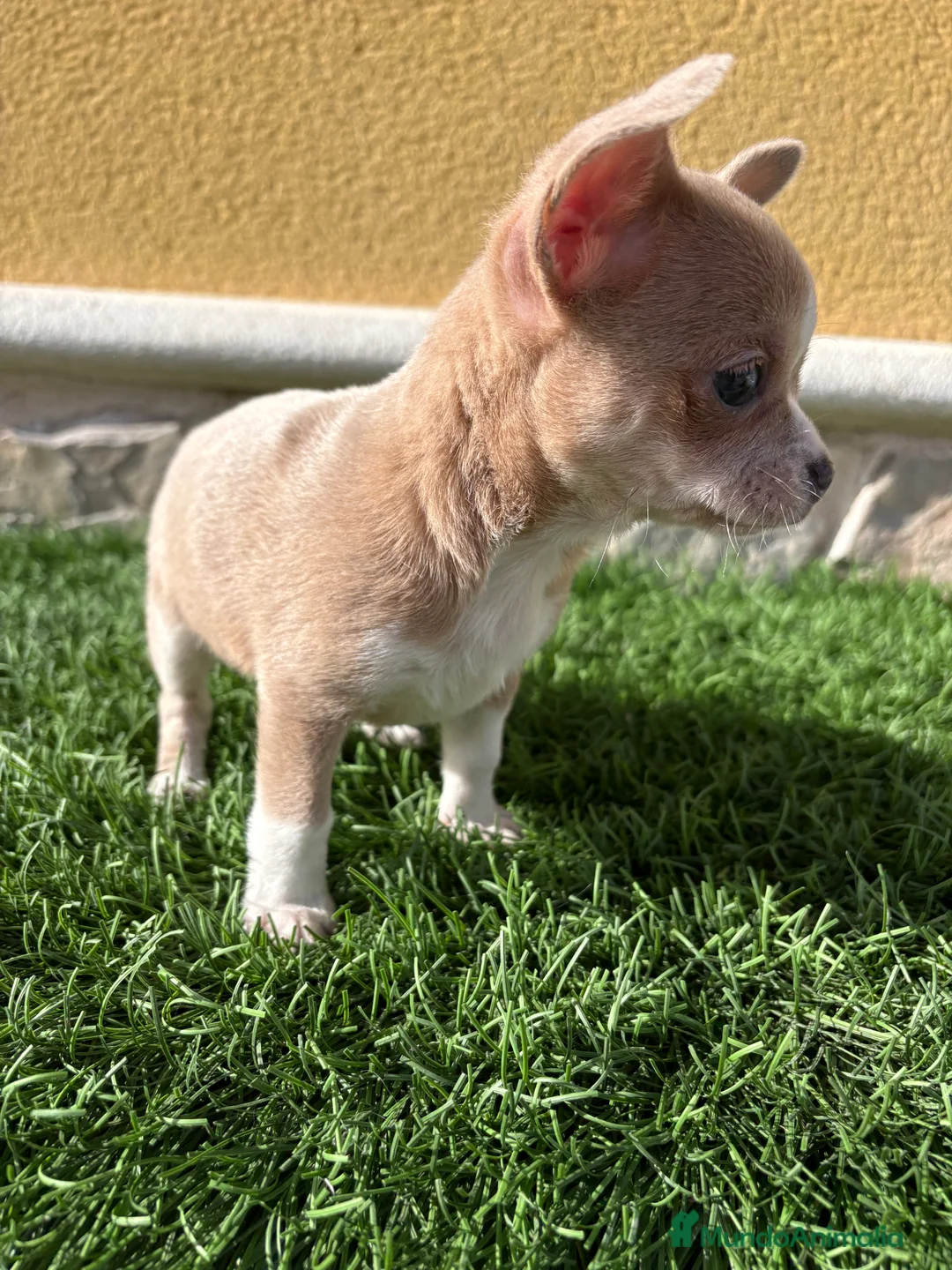 Chihuahua perros en venta: Chihuahua macho marrón blue ojos azules - Anuncio 8