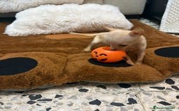 Ratón de Praga perros en venta: Ratón de praga  - Imagen 10