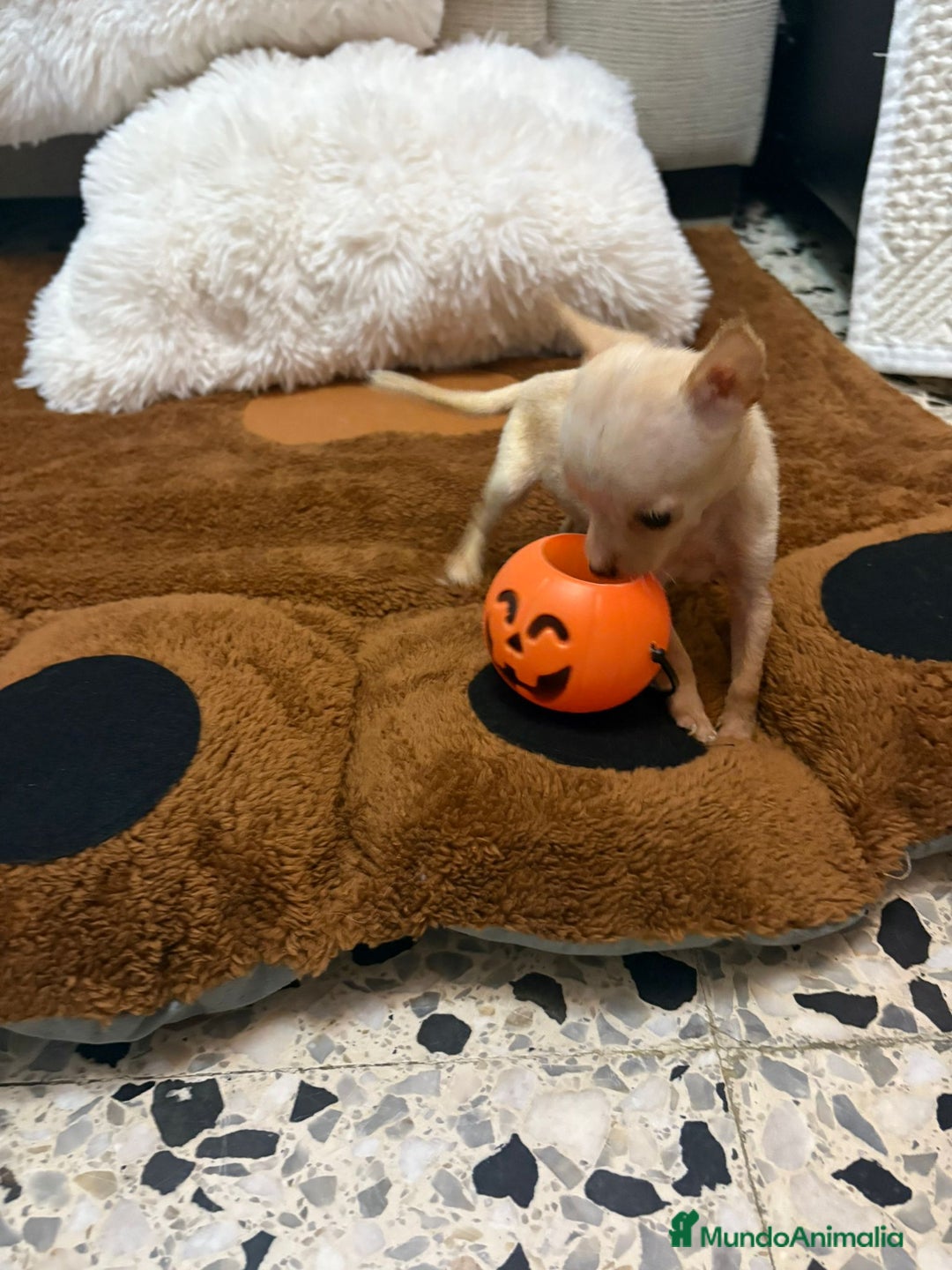 Ratón de Praga perros en venta: Ratón de praga  - Imagen 10