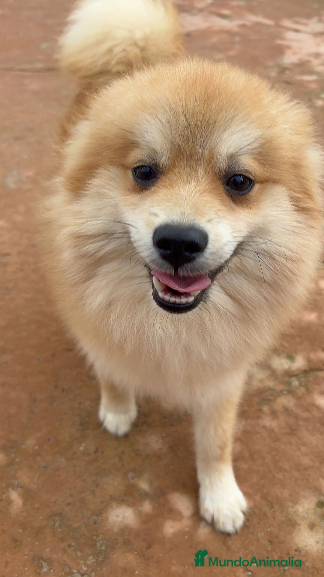 Pomerania perros en venta: Último pomerania  - Anuncio 11