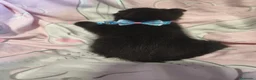 Scottish Fold gatos en venta: Scottish fold  en Valencia - Anuncio 5