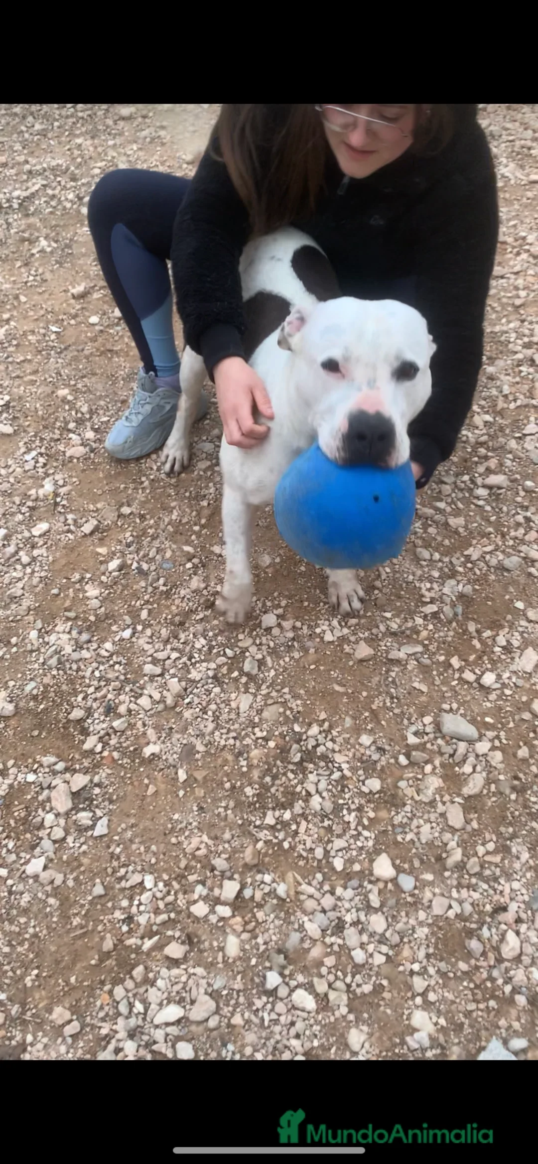 American Staffordshire-Terrier perros en adopcion: Aquiles ❤️ en Adopción  - Anuncio 2