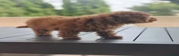 Caniche Toy perros en venta: Caniches rojos disponibles - Anuncio 13