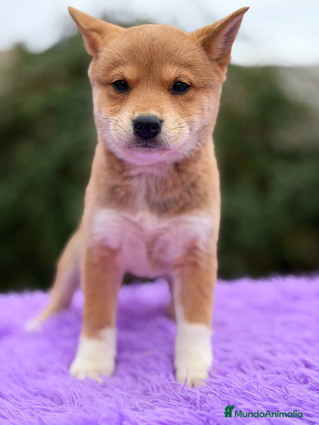 Labrador Retriever perros en venta: SHIBA INU ROJOS DISPONIBLES - Anuncio 6