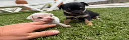 Chihuahua perros en venta: Chihuahua  - Anuncio 1