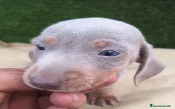 Teckel Miniatura perros en venta: Teckel Mini Isabellos - Anuncio 3