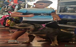 American Bully perros en venta: Hembra adulta bully XL  - Imagen 1