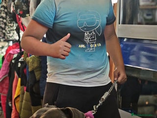 American Bully perros - Anuncio 5