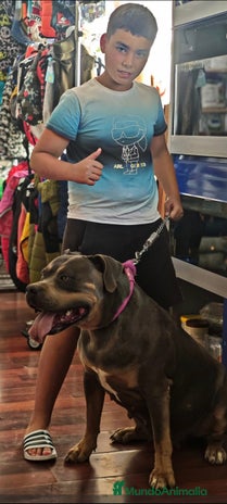 American Bully perros - Anuncio 5
