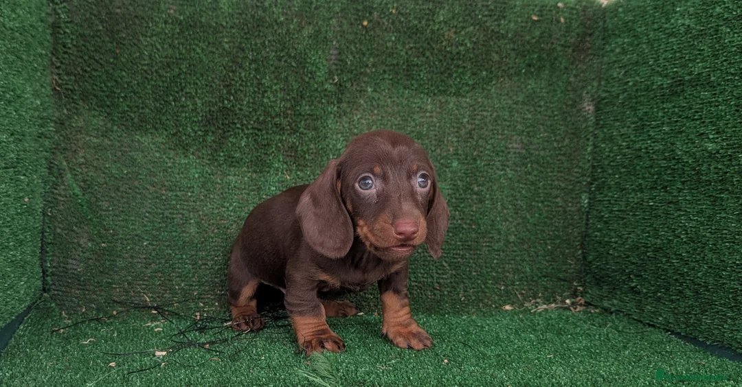 Teckel Miniatura perros en venta: Teckel miniatura  - Anuncio 6