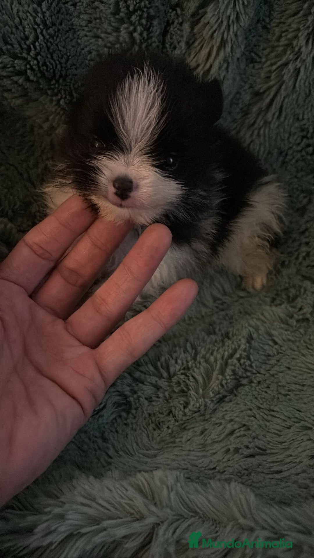 Pomerania perros en venta: Lulu pomerania micro  - Anuncio 9