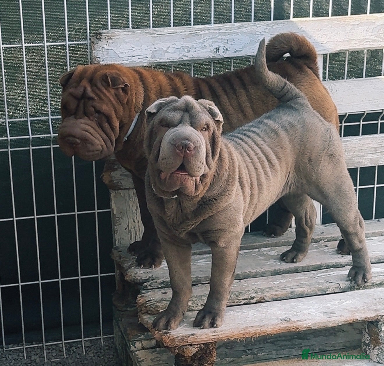 Shar Pei perros Cachorros shar pei Barcelona (Cataluña) - Anuncio 1