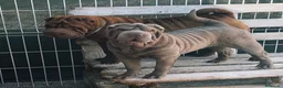 Shar Pei perros en venta: Cachorros shar pei Barcelona (Cataluña) - Anuncio 1