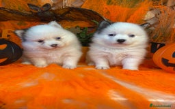 Pomsky perros en venta: Pomsky. Husky miniatura - Imagen 3