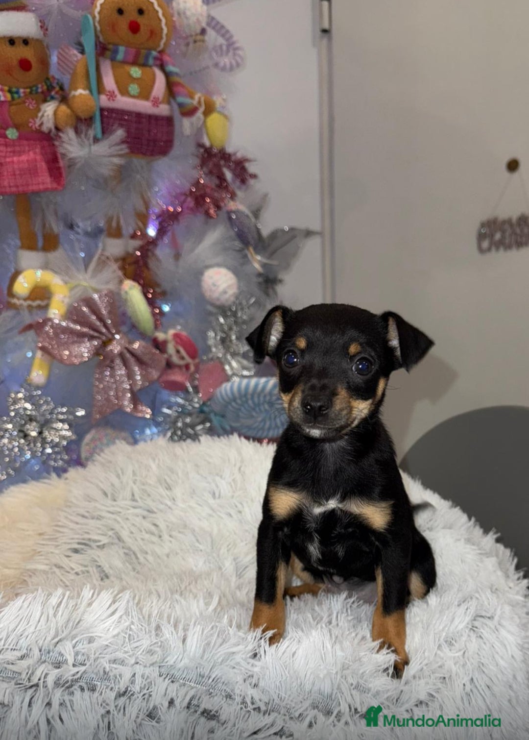 Pinscher Miniatura perros en venta: Hembra mini pincher negra y fuego  - Anuncio 1