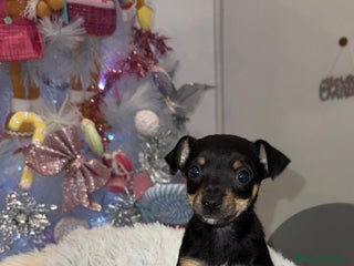 Pinscher Miniatura perros Hembra mini pincher negra y fuego - Anuncio 1