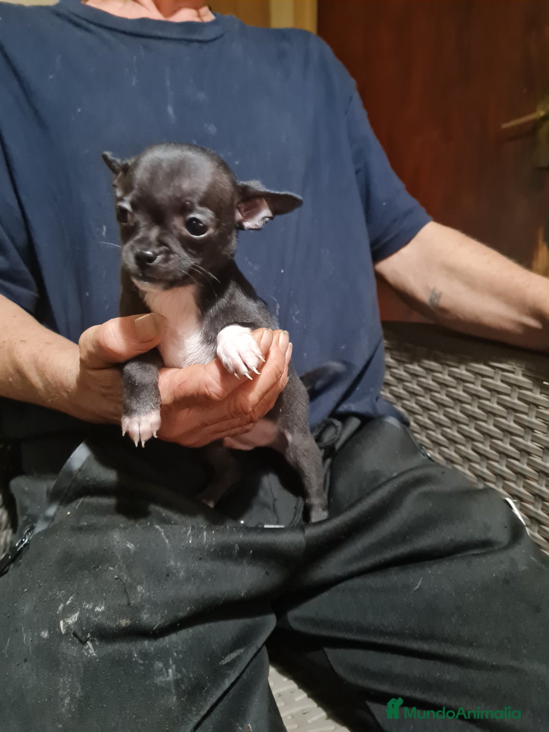 Chihuahua perros en venta: Chihuahua  toy - Imagen 12