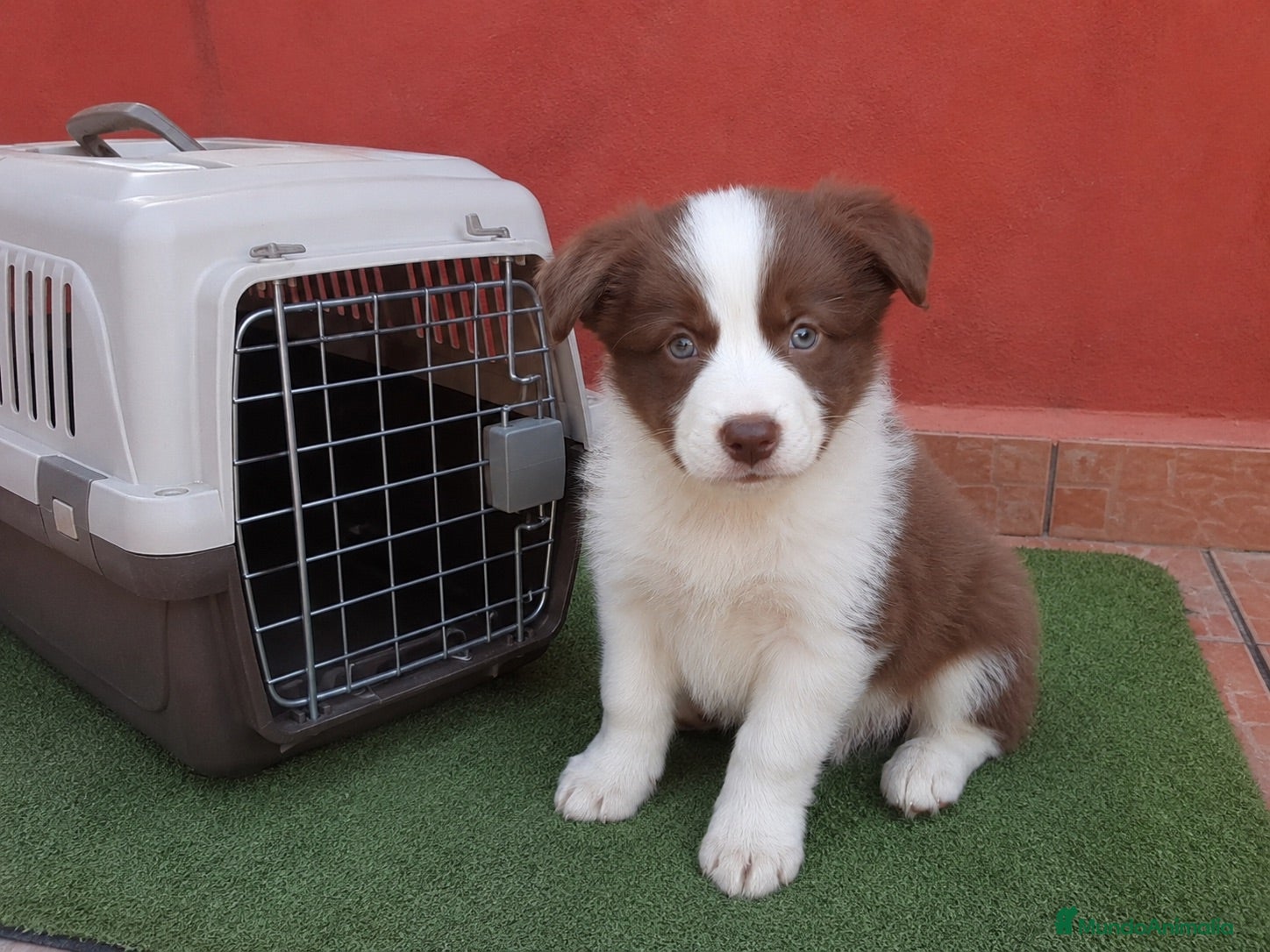 Border Collie perros BORDER COLLIE CHOCOLATE  - Anuncio 2